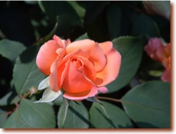 DSCF0466